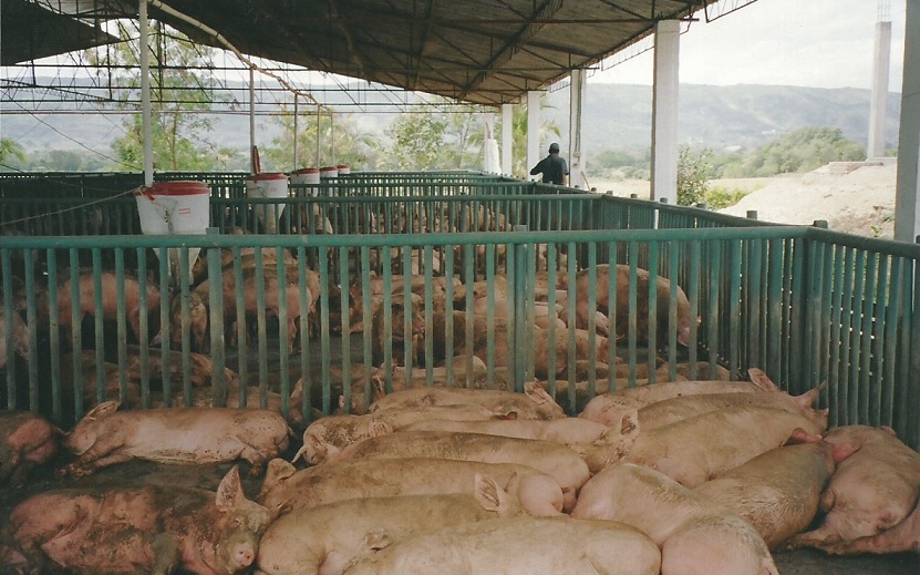 Corral para ceba de porcino zona húmeda zona seca porcicultura tecnificada corral baranda apriscos en plástico para porcinos porciculturas modernas corrales para criar engordar cerdos ceba cría engorda camada 0001 1234564678970 Corral para ceba de porcino zona húmeda parideras, porcinas corral, gestación cerdas, parto cerda, lechonera, destete, jaula pre ceba porcinos, corraleja, ceba, engorde cerdos, porqueriza cría de lechones, pisos jaulas comederos, porcicultura jaulas, corrales, parideras, porcinas corral, gestación cerdas,zona seca porcicultura tecnificada corral baranda apriscos en plástico para porcinos porciculturas modernas corrales para criar engordar cerdos ceba cría engorda camada 0001 2163456498798 Corral para ceba de porcino zona húmeda zona seca porcicultura tecnificada corral baranda apriscos en plástico para porcinos porciculturas modernas corrales para criar engordar cerdos ceba cría engorda camada 0001 